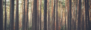 Rozdělení škodlivých činitelů (škůdci lesů)