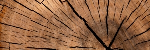 Vady dřeva – Suky a trhliny (část 2/8)