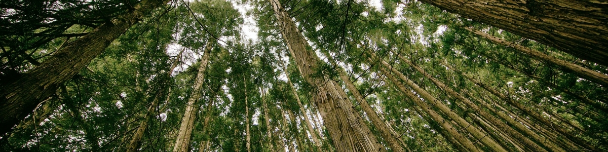 Měření stojících stromů