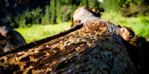 Kůrovcem napadený strom nelze zachránit. Jak ochránit napadené dříví?