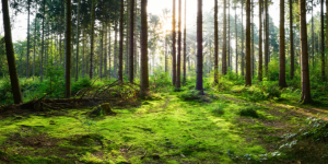 Jak nám může dřevo pomoci řešit klimatické změny