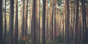 Rozdělení škodlivých činitelů (škůdci lesů)