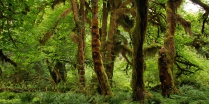 Lesní ekosystém