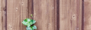 Dřevěné fasády – povrchová ochrana pro vybrané typy masivních materiálů