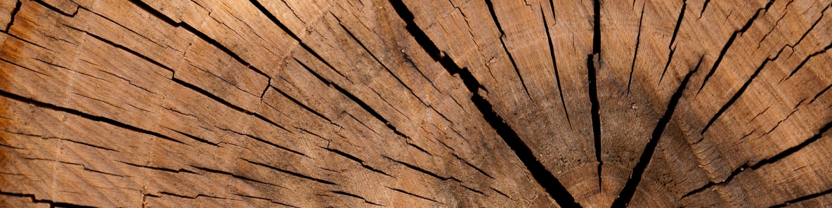 Vady dřeva – Druhotné vady dřeva (část 8/8)